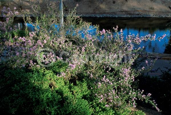Blue blooms; White blooms; Lavender blooms; Evergreen; North American Native