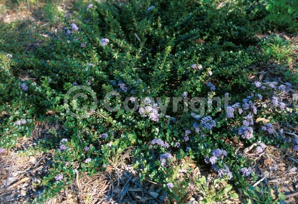 Blue blooms; Lavender blooms; Evergreen; North American Native