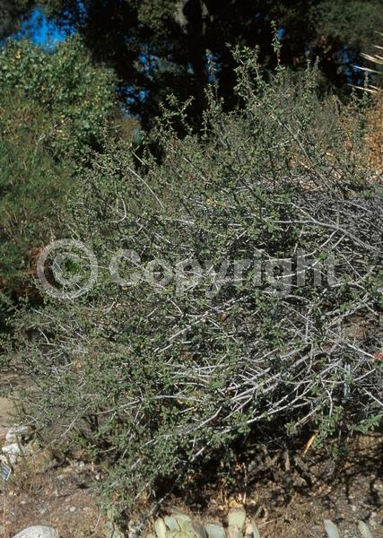 Blue blooms; Lavender blooms; Evergreen; Broadleaf; North American Native