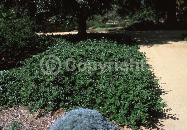 Blue blooms; Lavender blooms; Evergreen; Broadleaf; North American Native