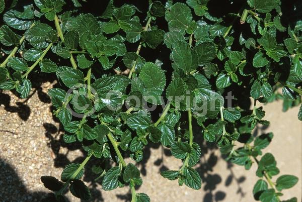 Blue blooms; Lavender blooms; Evergreen; Broadleaf; North American Native