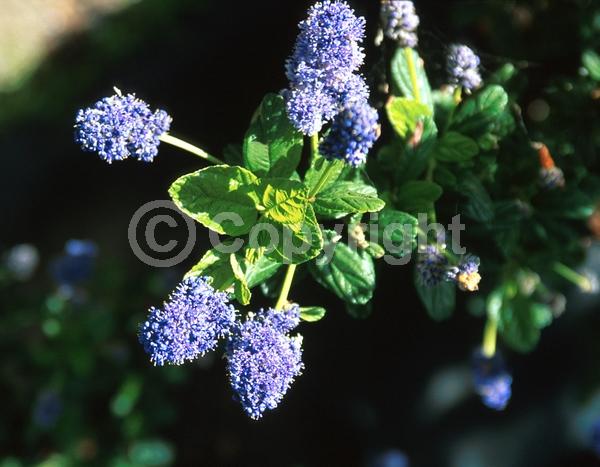 Blue blooms; Lavender blooms; Evergreen; North American Native