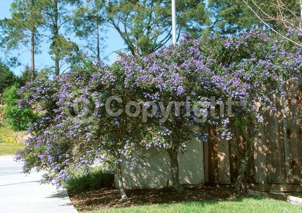 Blue blooms; Lavender blooms; Evergreen; Broadleaf; North American Native