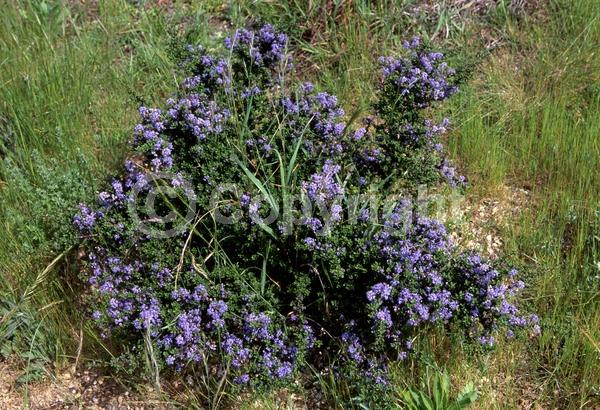 Blue blooms; Lavender blooms