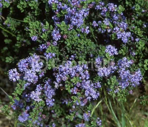 Blue blooms; Lavender blooms