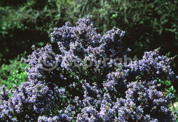 Blue blooms; Lavender blooms; Evergreen; Broadleaf; North American Native