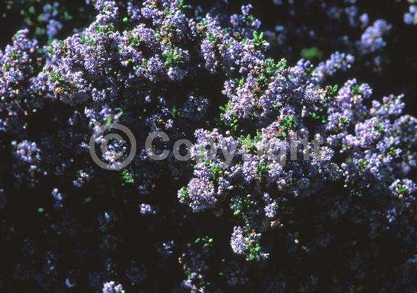 Blue blooms; Lavender blooms; Evergreen; Broadleaf; North American Native