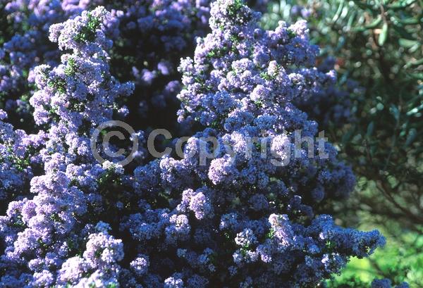 Blue blooms; Lavender blooms; Evergreen; Broadleaf; North American Native