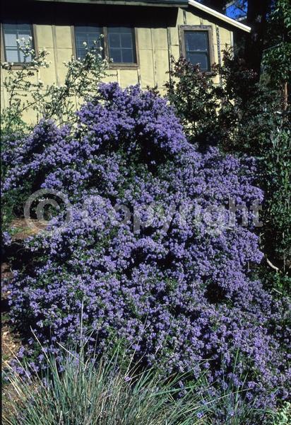 Blue blooms; Lavender blooms; Evergreen; Broadleaf; North American Native