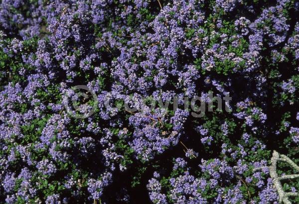 Blue blooms; Lavender blooms; Evergreen; Broadleaf; North American Native
