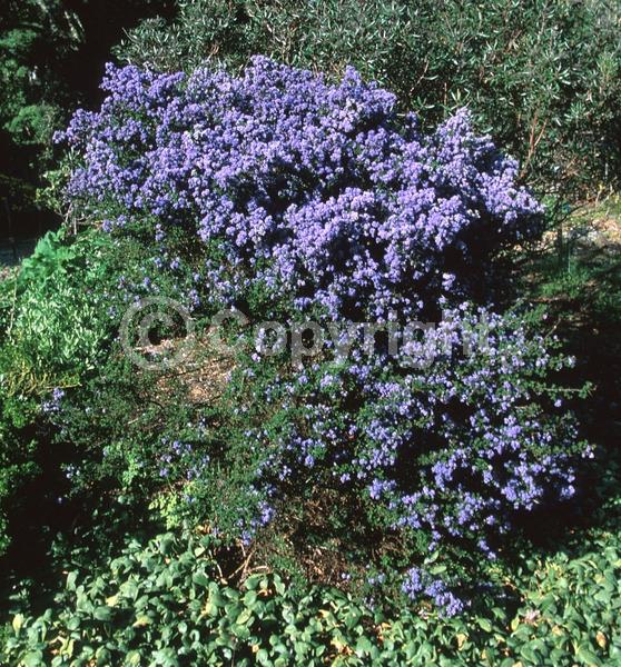 Blue blooms; Lavender blooms; Evergreen; Broadleaf; North American Native