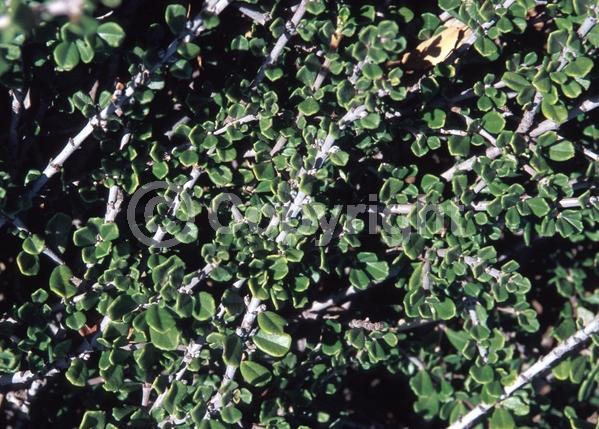 Blue blooms; Lavender blooms; Evergreen; Broadleaf