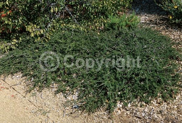 Blue blooms; Lavender blooms; Evergreen; Broadleaf