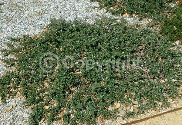 Blue blooms; Lavender blooms; Evergreen; Broadleaf