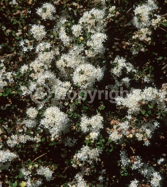White blooms; Evergreen; Broadleaf; North American Native