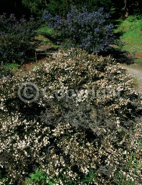 White blooms; Evergreen; Broadleaf; North American Native