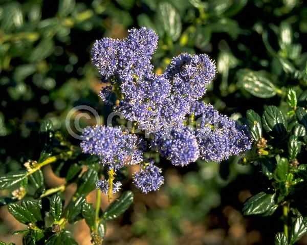 Blue blooms; Purple blooms; White blooms; Lavender blooms; Evergreen; Broadleaf; North American Native