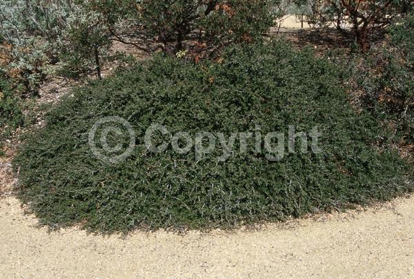 Blue blooms; Lavender blooms; Evergreen; Broadleaf; North American Native