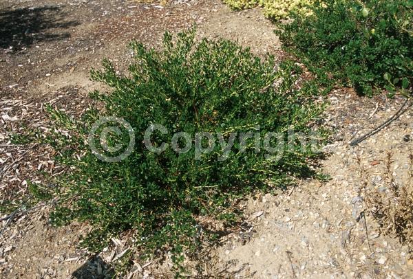 Blue blooms; Lavender blooms; Evergreen; Broadleaf; North American Native