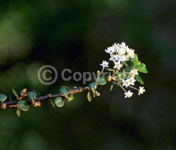 White blooms; Evergreen; North American Native