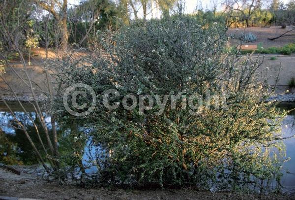 White blooms; Evergreen; North American Native
