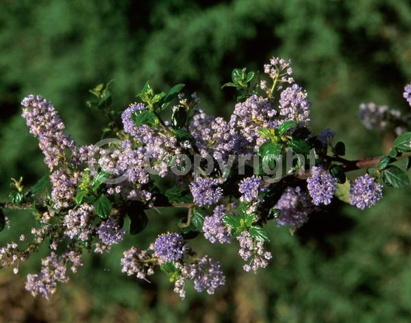 Blue blooms; Lavender blooms; Evergreen; Broadleaf