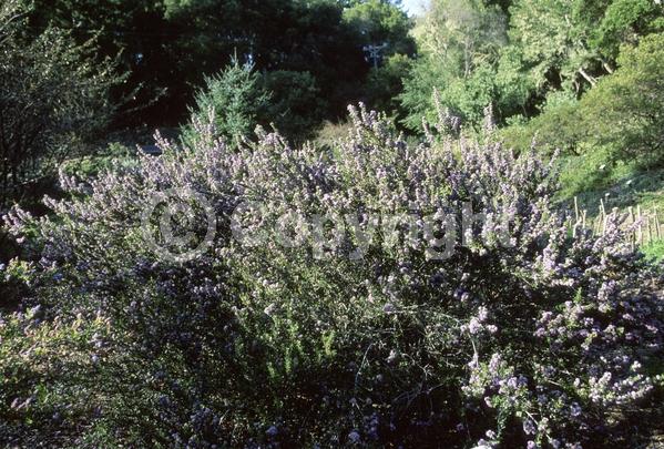 Blue blooms; Evergreen; Broadleaf