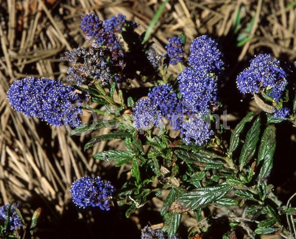 Blue blooms; Evergreen; North American Native