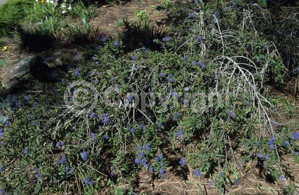 Blue blooms; Evergreen; North American Native