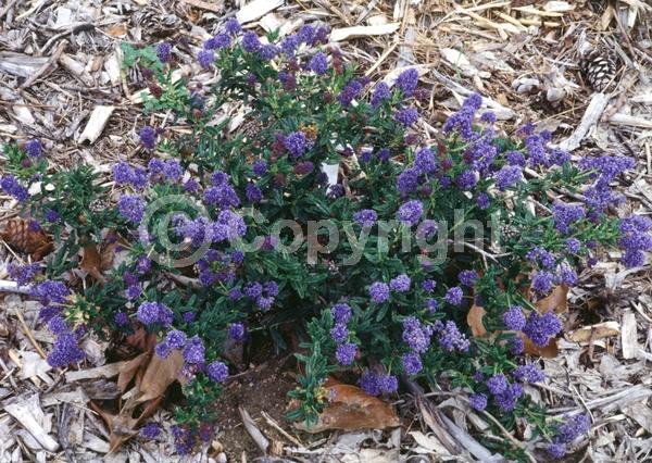 Blue blooms; Evergreen; North American Native