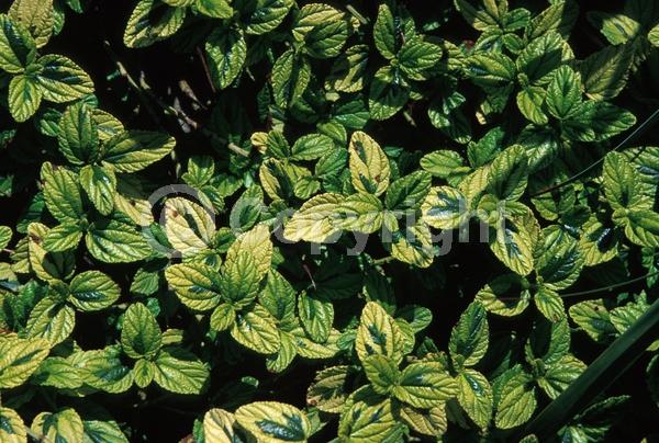 Blue blooms; Evergreen