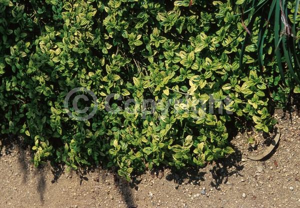 Blue blooms; Evergreen