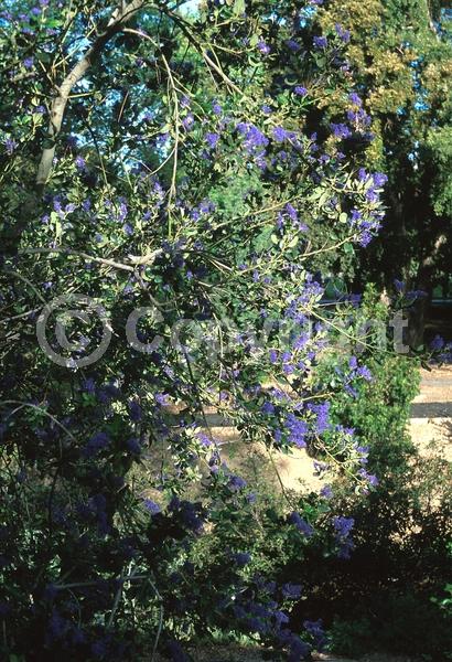 Blue blooms; Evergreen