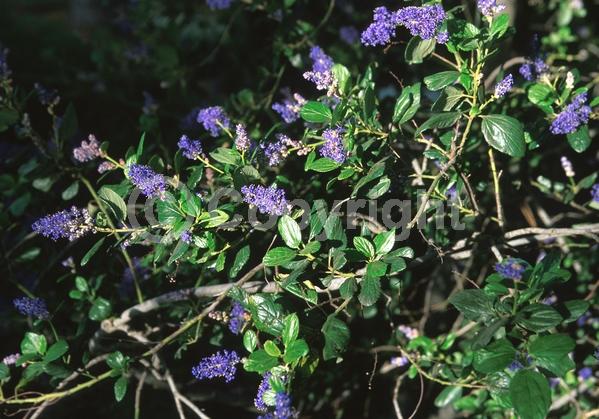 Blue blooms; Evergreen
