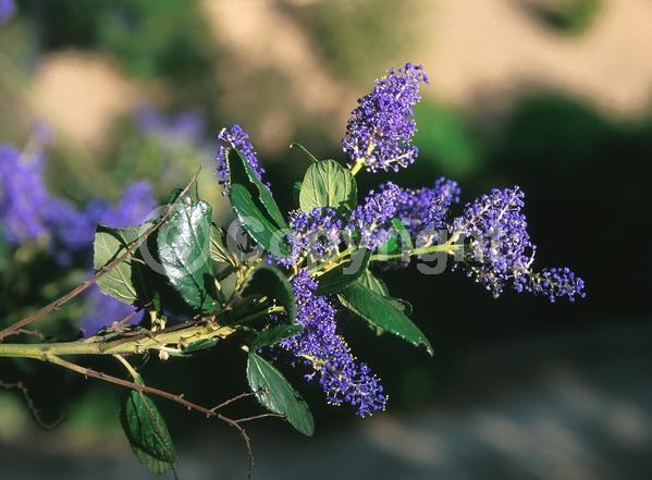 Blue blooms; Evergreen