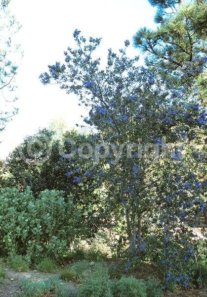 Blue blooms; Evergreen