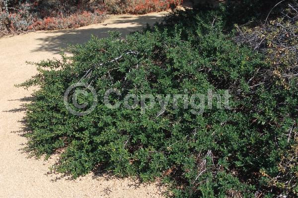 Blue blooms; Lavender blooms; Evergreen; Broadleaf
