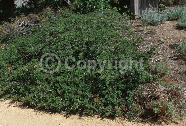 Blue blooms; Lavender blooms; Evergreen; Broadleaf