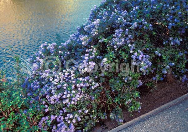 Blue blooms; Lavender blooms; Evergreen; Broadleaf