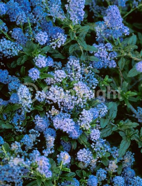 Blue blooms; Lavender blooms; Evergreen; Broadleaf
