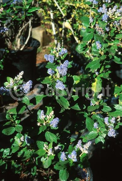 Blue blooms; Lavender blooms; Evergreen; Broadleaf