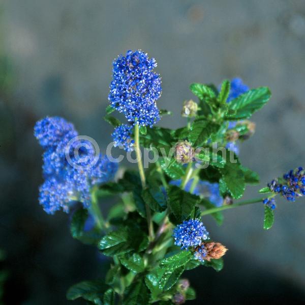 Blue blooms; Lavender blooms; Evergreen; Broadleaf