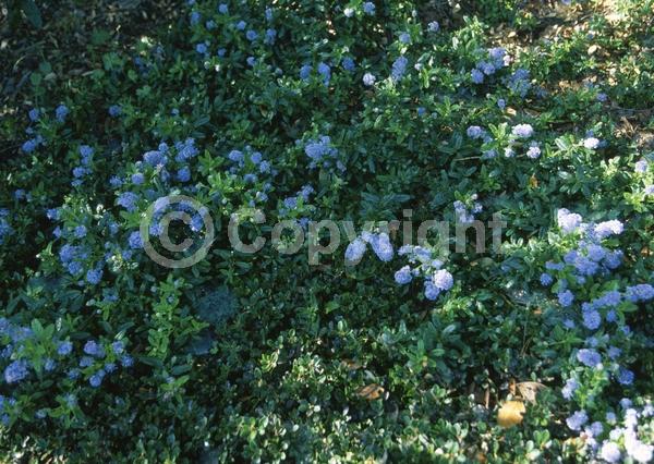 Blue blooms; Lavender blooms; Evergreen; Broadleaf