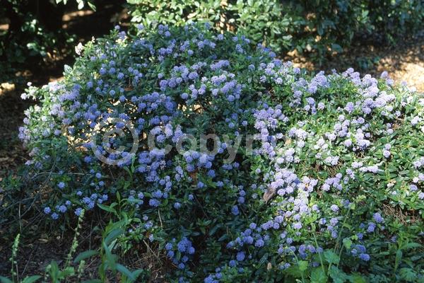 Blue blooms; Lavender blooms; Evergreen; Broadleaf