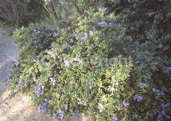Blue blooms; Lavender blooms; Evergreen; Broadleaf