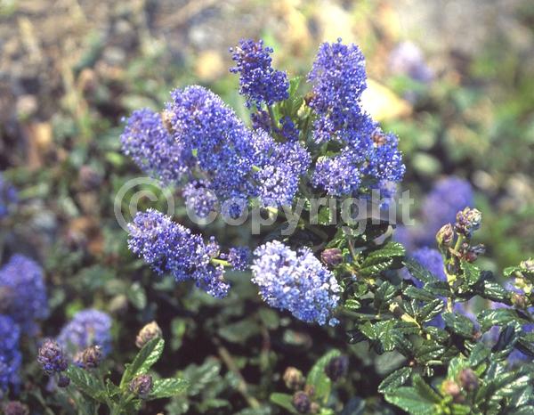 Blue blooms; Lavender blooms; Evergreen; Broadleaf