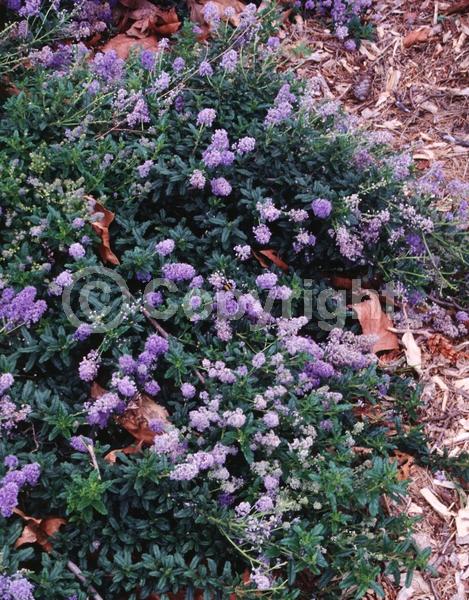 Blue blooms; Lavender blooms; Evergreen; Broadleaf