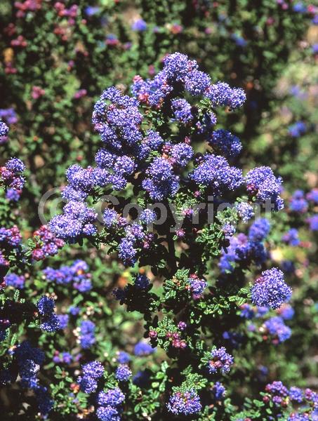 Blue blooms; Evergreen; Broadleaf