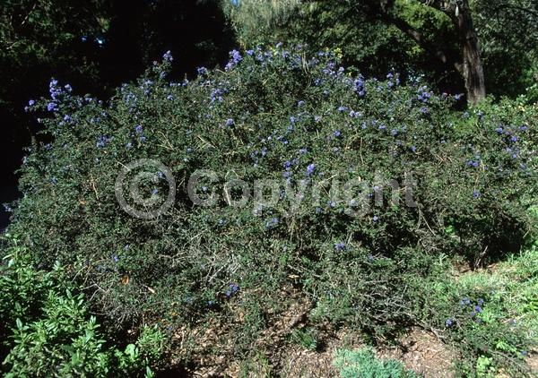 Blue blooms; Evergreen; Broadleaf