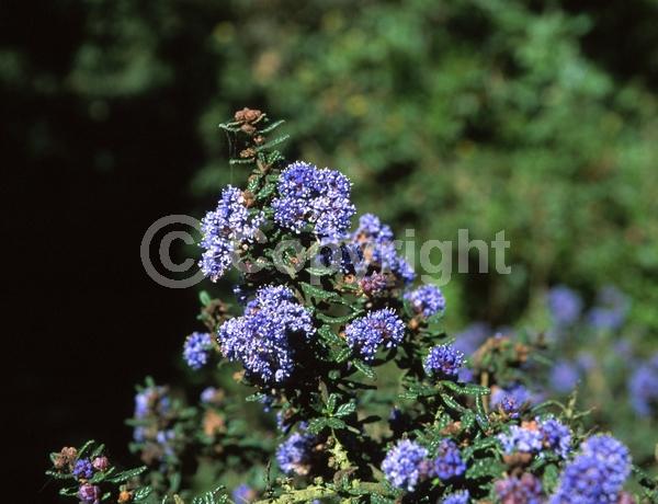 Blue blooms; Evergreen; Broadleaf